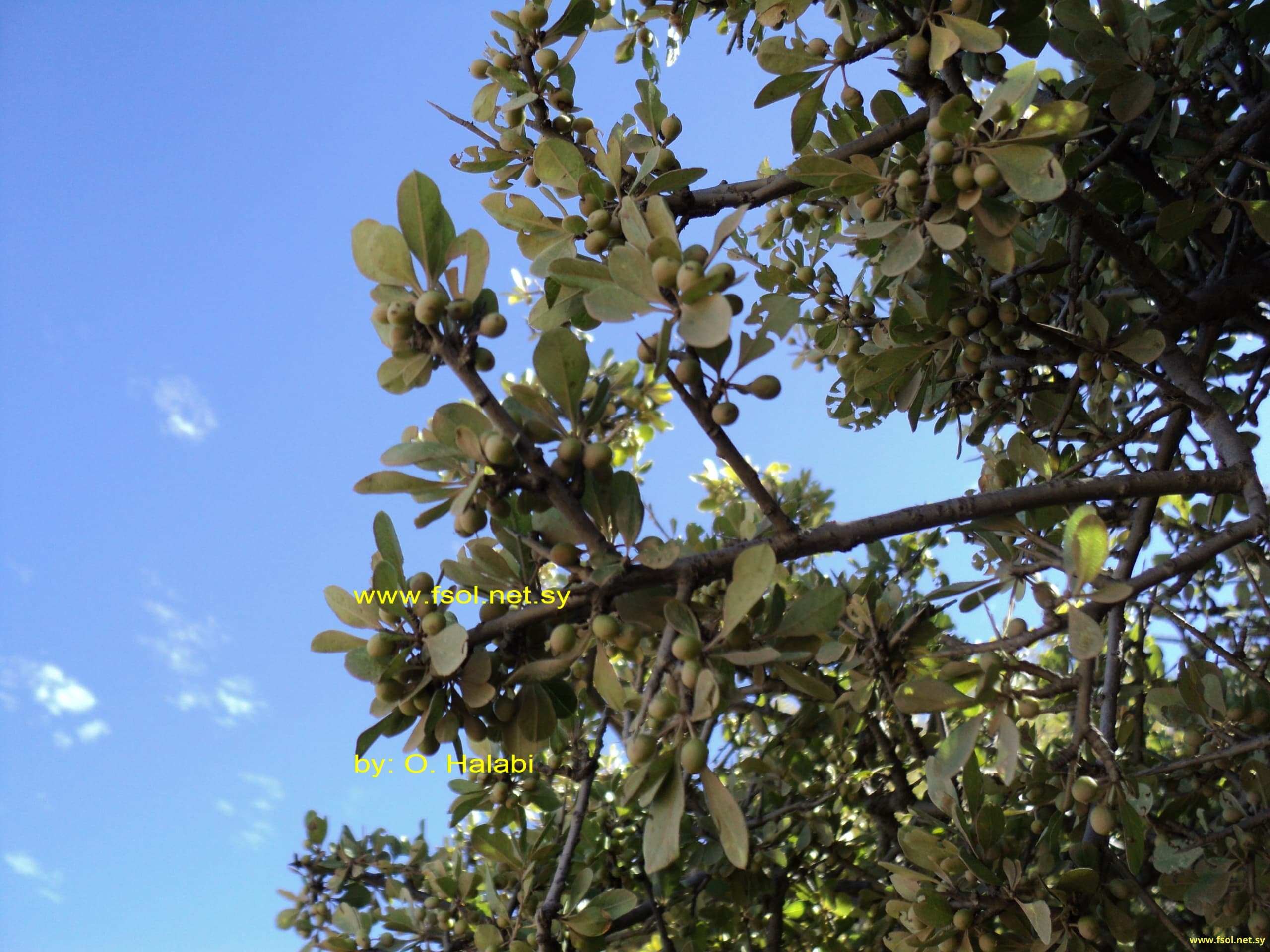 Rhamnus palaestina Boiss.